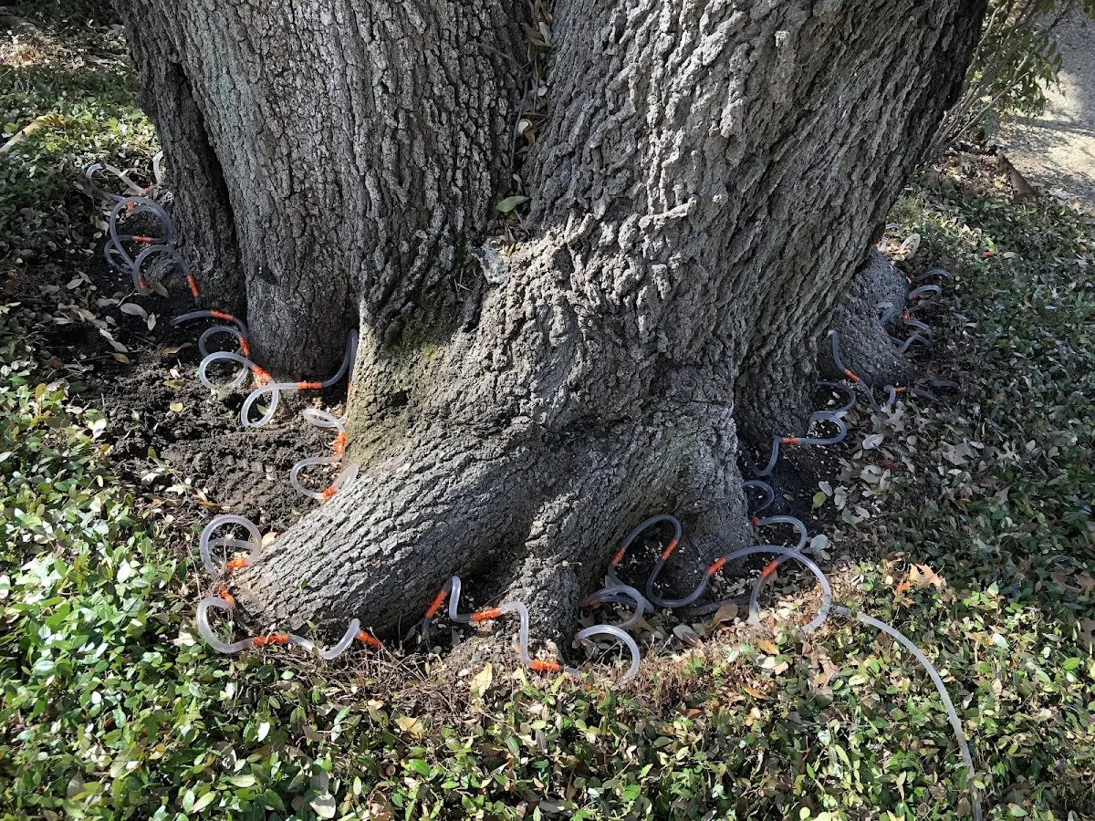Detailed Tree Cabling and Bracing job site in Wolcott